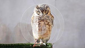 Little Owl captive in Spain. Owl on a chain at daylight in an ambulant Zoo. A prisoner little owl is a toy for people. Owl close-