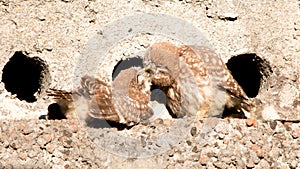 Little owl chicks play near their nest