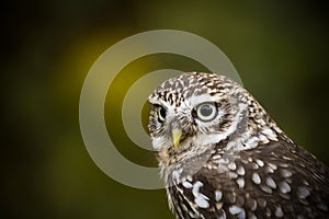 Little owl in close up with dark background