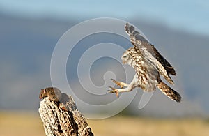 little owl comes to his innkeeper for a prey