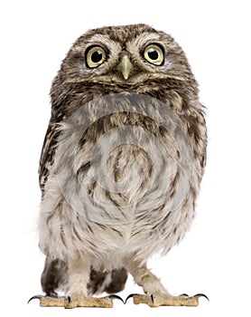 Little Owl, 50 days old, Athene noctua photo