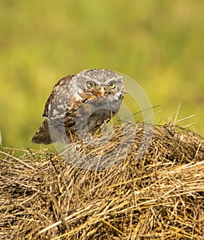 Little Owl feeding on straw bale
