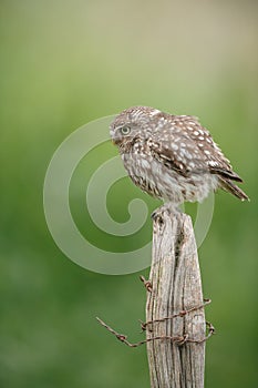 Little owl on a fence post