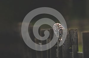 Little Owl on Fence Post
