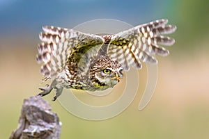 Little Owl flying on blurred background