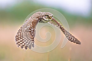 Little Owl flying on blurred background