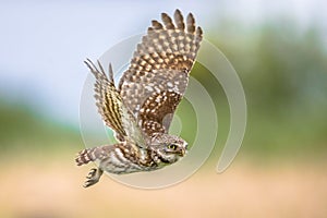 Little Owl flying on blurred background