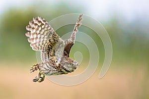 Little Owl flying on blurred background