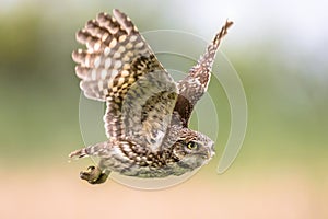 Little Owl flying on blurred background