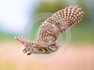 Little Owl flying on blurred background