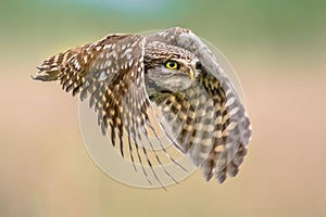 Little Owl flying on blurred background close up