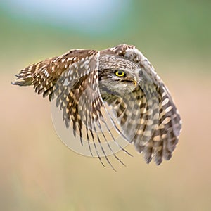 Little Owl flying on blurred background square