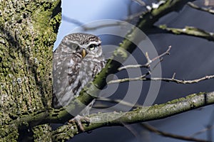 Little owl in a garden tree in the early spring