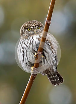 Little Owl - Glaucidium gnoma