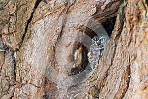 Little owl hiding in a tree