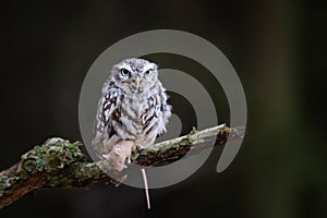 Little owl with hunted down mouse