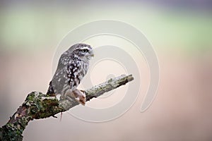 Little owl with hunted mouse