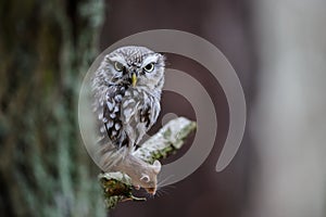 Little owl with hunted mouse next to tree trunk