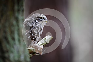 Little owl with hunted mouse