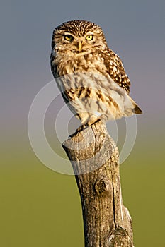 little owl on the innkeeper