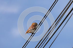 Little owl is landed on an electric cable