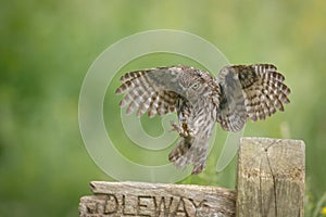 Little owl landing