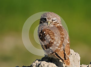 Little Owl,