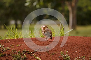 Little owl looking back photo