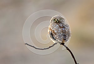 Little owl looking backwards