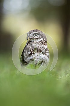 Little owl lounging in the grass