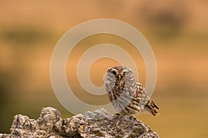 Little Owl in Montgai, Lleida, Catalonia, Spain