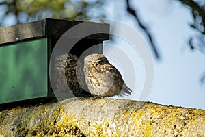 Little Owl mother and infant