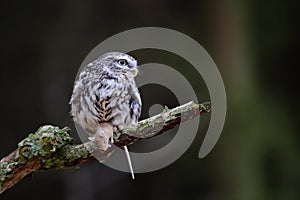 Little owl with mouse prey