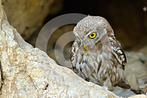 The little owl in natural habitat (Athene noctua)