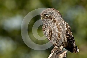 The little owl, nocturnal raptors, Athene noctua