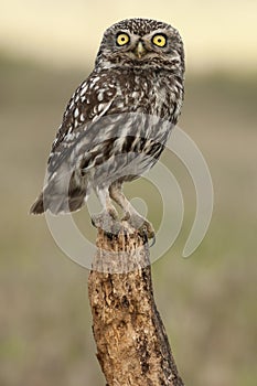 The little owl, Athene noctua, perched on a log where the mouse hunts and small insects