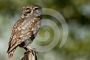 The little owl, nocturnal raptors, Athene noctua, perched on a log where the mouse hunts and small insects photo