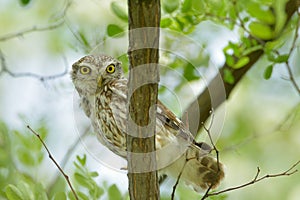 The little owl outdoor (Athene noctua)