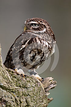 Little Owl on perch