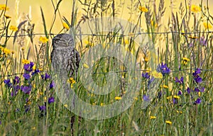 A little owl perched on a barbed wire