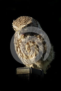 Little Owl on pole, isolated