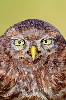 Little owl portrait closeup - yellow eyes and beak - Athene noctua - cucuvea huhurez