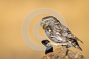 Little owl with prey sitting on a stone