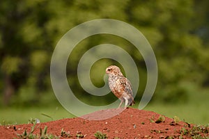 Little owl resting photo