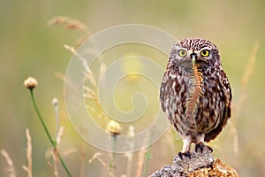 The little owl sits on a stone with a centipede in its beak.