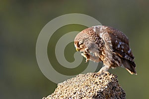 The little owl sits on a stone and scratched on a beautiful background