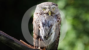 Little owl sitting on a branch in the forest