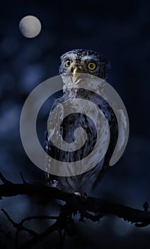 Little owl sitting on a branch in the night forest