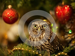 The little owl sitting on a Christmas tree near Christmas toys