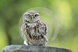 Little owl
